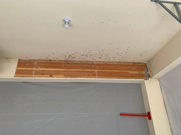 Mold Odor Removal Services in Freemansburg, PA